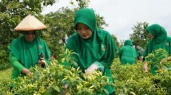 Persit KCK Cabang XXVIII, Panen Cabai di Lahan Ketahanan Pangan Kodim Bojonegoro