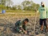 Menabur Bibit, Memupuk Kemanunggalan: Aksi Serda Rizky Turun Sawah di TMMD 129 Bojonegoro 