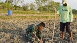 Menabur Bibit, Memupuk Kemanunggalan: Aksi Serda Rizky Turun Sawah di TMMD 129 Bojonegoro 