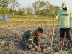 Menabur Bibit, Memupuk Kemanunggalan: Aksi Serda Rizky Turun Sawah di TMMD 129 Bojonegoro 