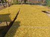 Harga Tembakau Anjlok di Kedungadem, Petani Keluhkan Penurunan hingga Rp35 Ribu per Kilogram