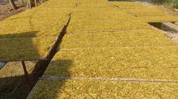Harga Tembakau Anjlok di Kedungadem, Petani Keluhkan Penurunan hingga Rp35 Ribu per Kilogram
