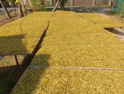 Harga Tembakau Anjlok di Kedungadem, Petani Keluhkan Penurunan hingga Rp35 Ribu per Kilogram